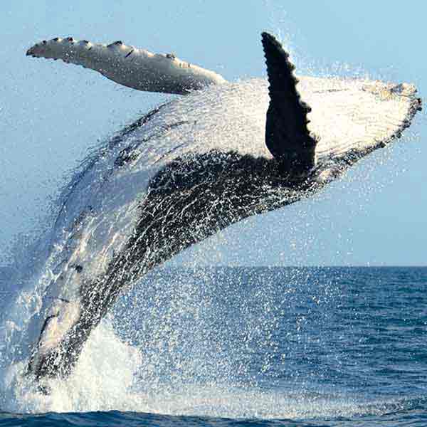 Humpback Whale Breach